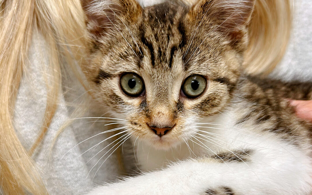 The 3-3-3 Rule: Helping Your Newly Adopted Pet Adjust to Life at Home