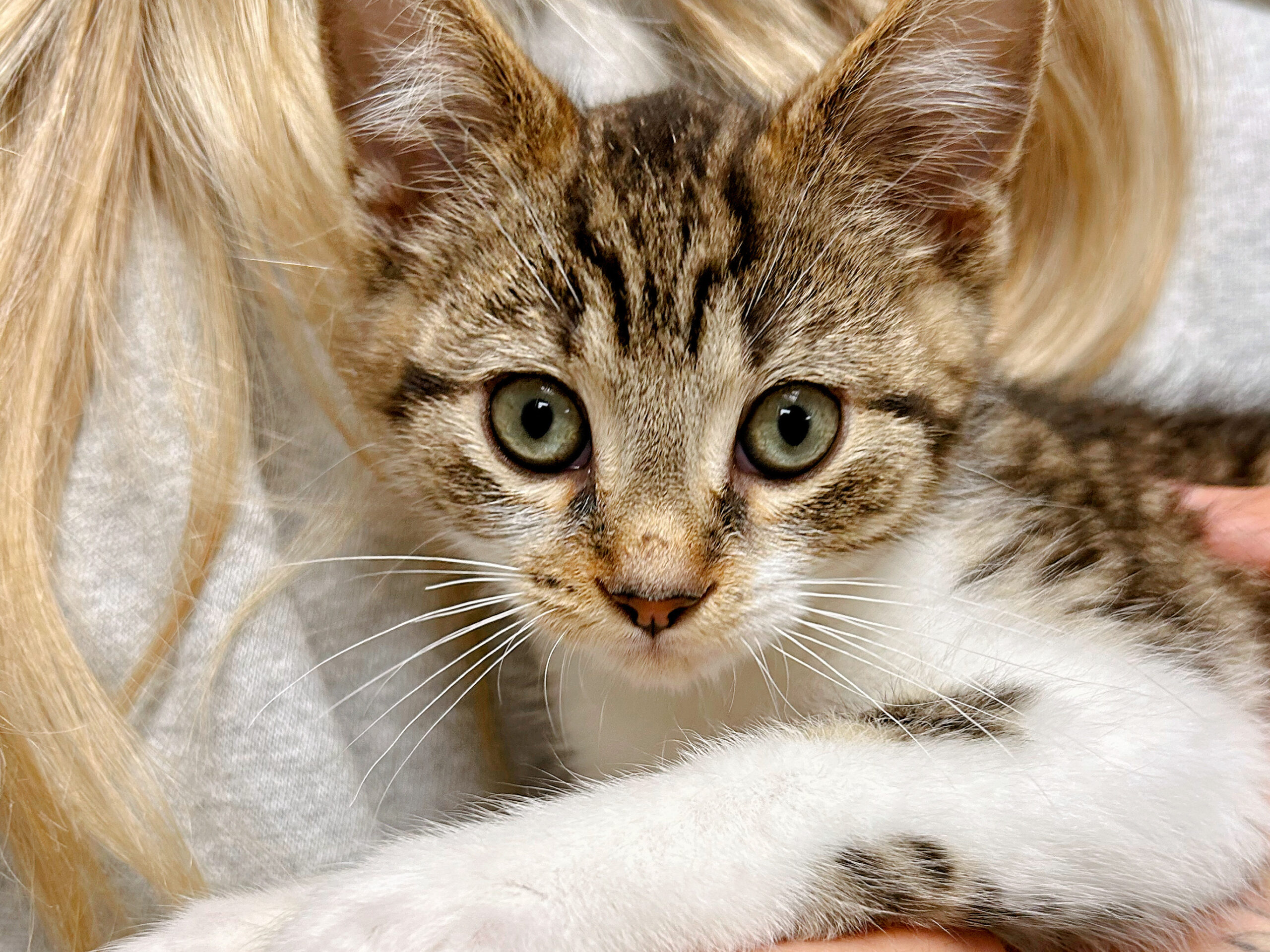 The 3-3-3 Rule: Helping Your Newly Adopted Pet Adjust to Life at Home