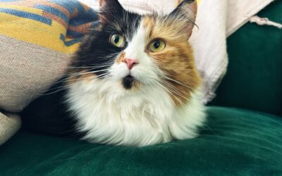 Declawing Cats: The Facts, Risks, and Humane Alternatives