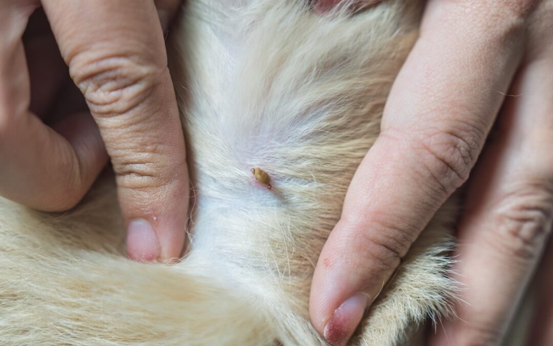 Tick Awareness and Prevention for Pets in Peterborough and the Kawarthas