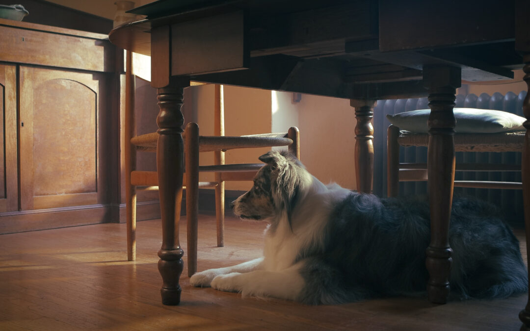Love, Chosen: The Story Behind Our Newest Adoption Video