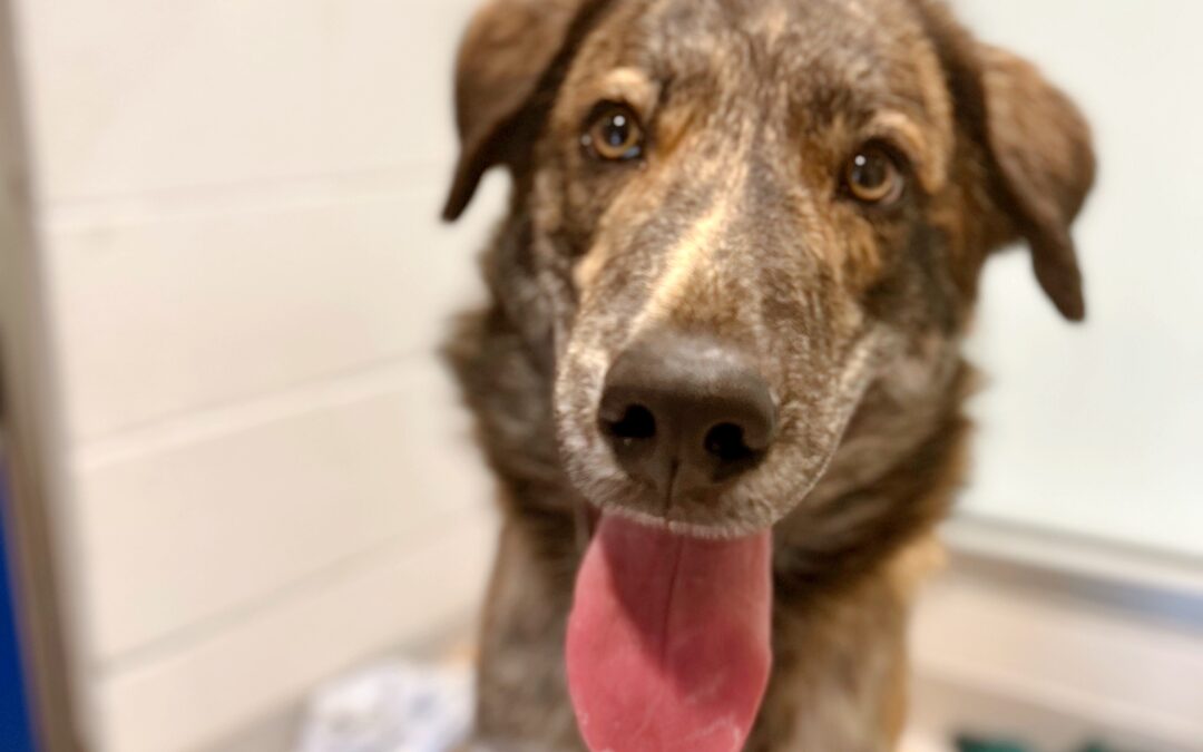 Signs of Pet Anxiety and How to Help Calm Your Companion