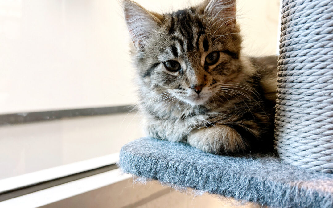 How to Help Shelter Animals Even if You Can’t Adopt