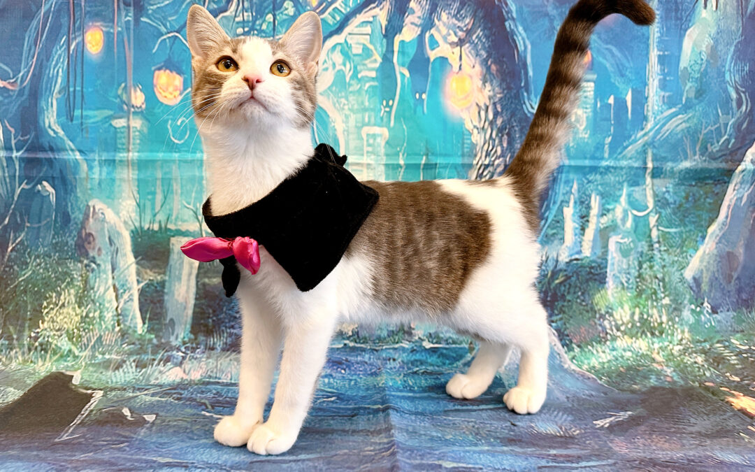 Halloween Pet Safety Tips for a Fun and Safe Night