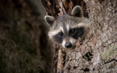 Fall Wildlife Prevention Tips from Skedaddle Humane Wildlife Control