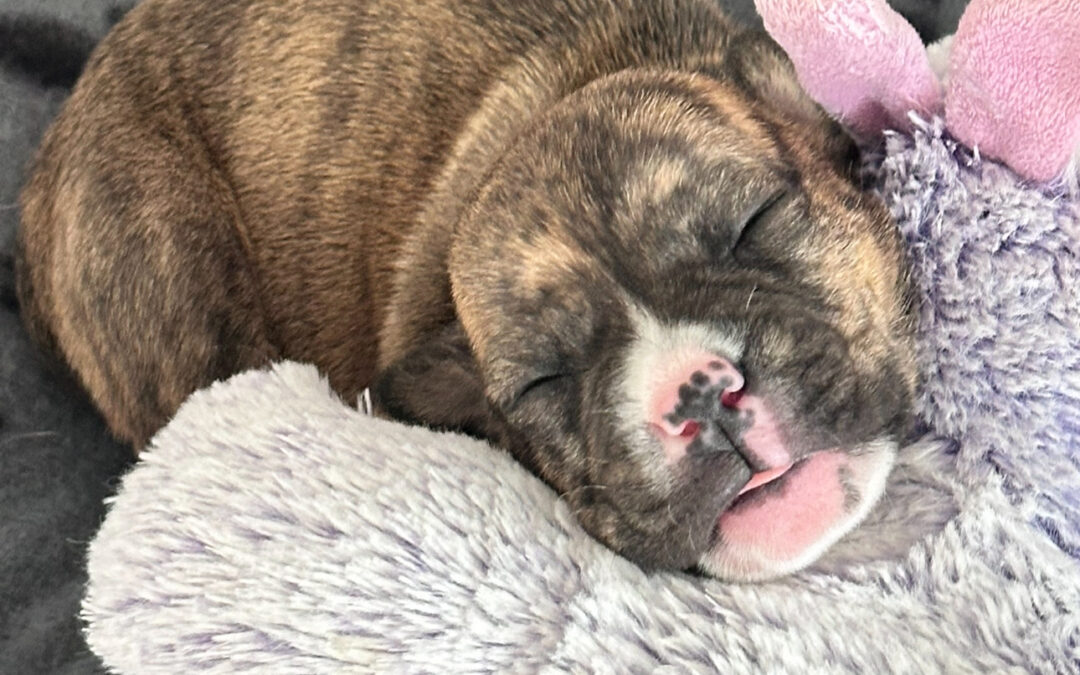 Maggie’s Miracle: A Tiny Puppy Saved