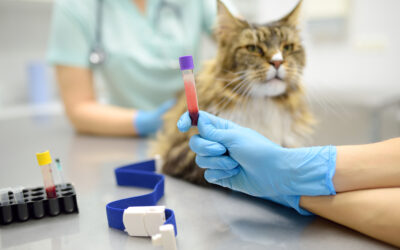 What to Know About Pre-Anesthetic Bloodwork for Dogs and Cats