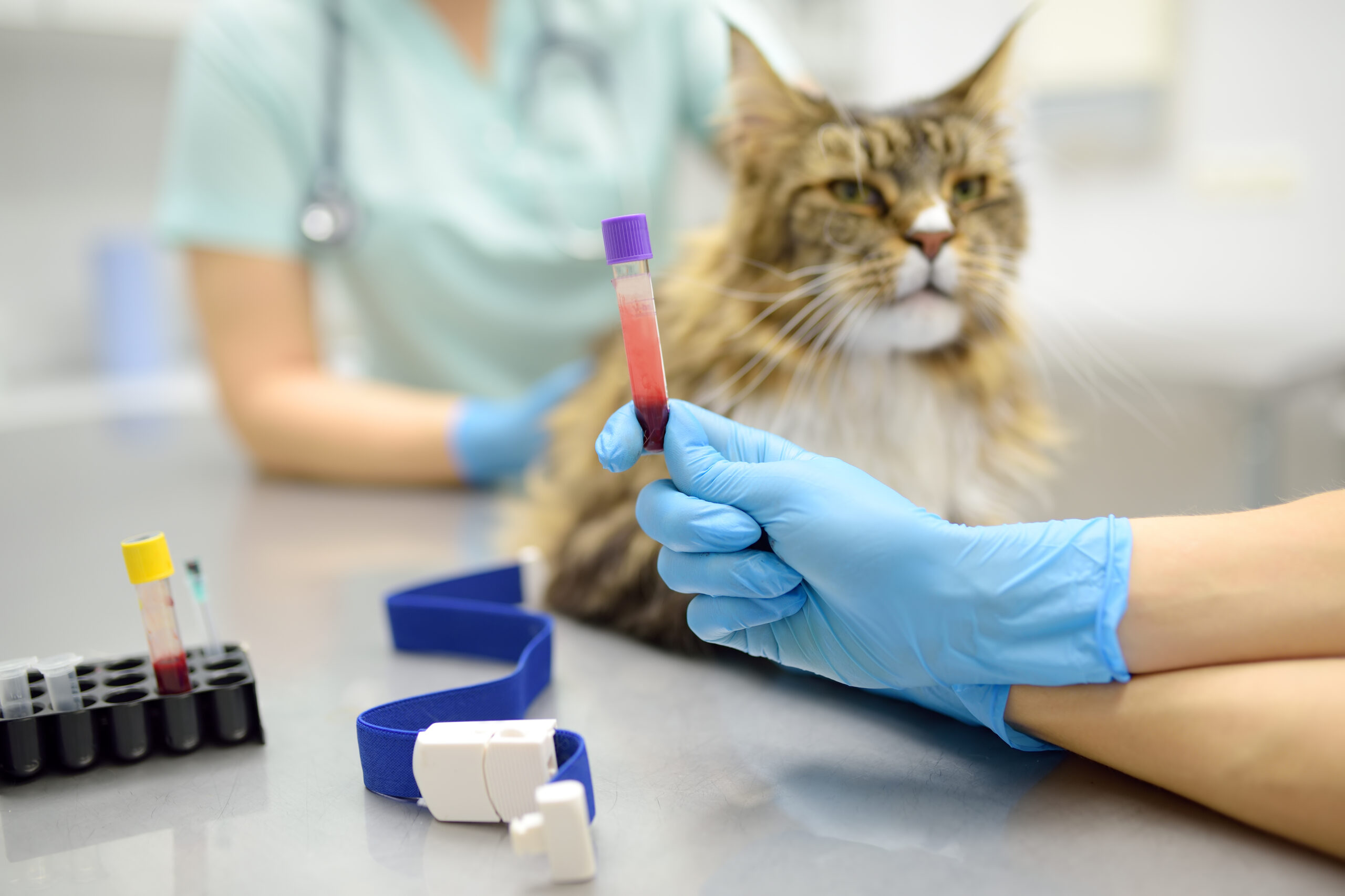 Pre-anaesthetic bloodwork is an optional test that can provide helpful insight before spay or neuter surgery. Learn how it supports informed care and future health planning.