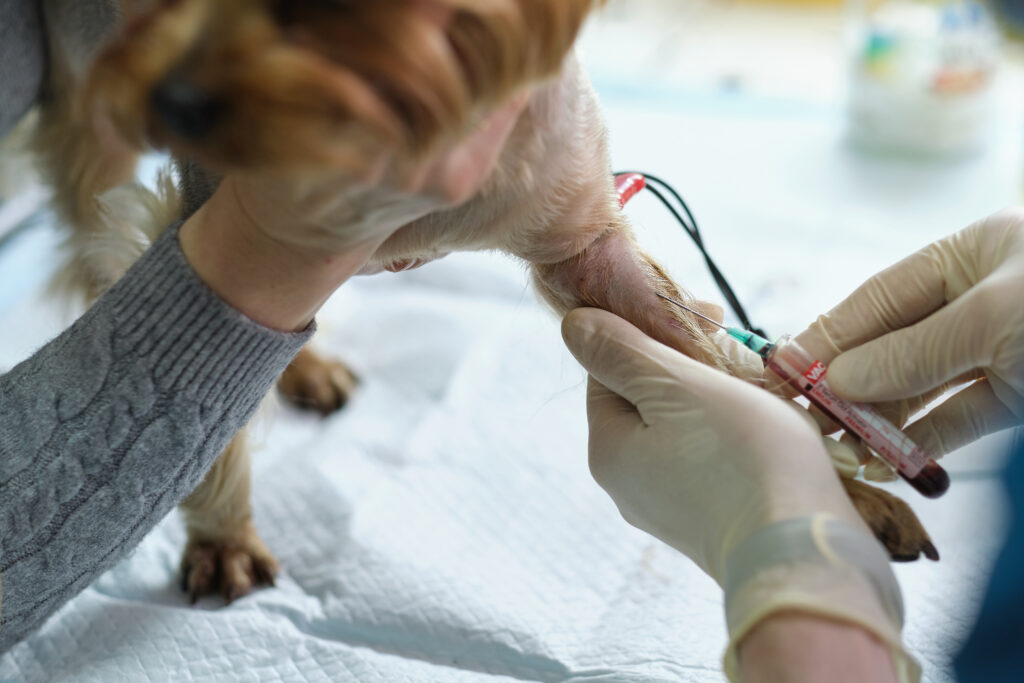 Pre-anaesthetic bloodwork is an optional test that can provide helpful insight before spay or neuter surgery. Learn how it supports informed care and future health planning.