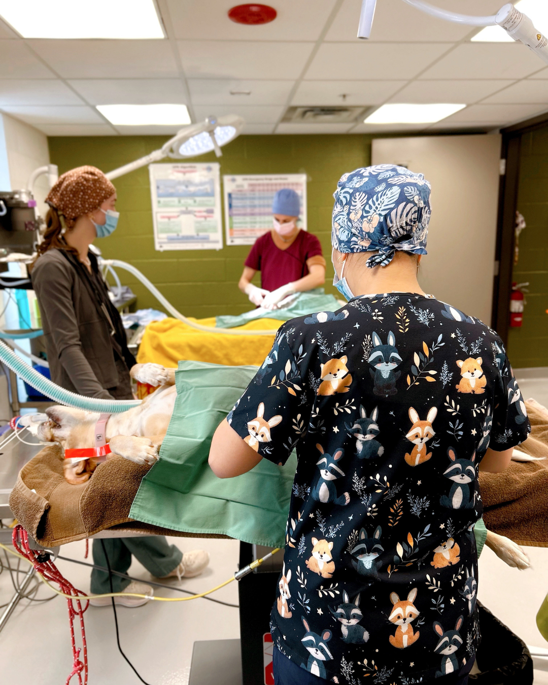 Website feature blocks (2) vet with dog