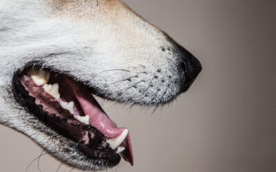 Easy Ways to Care for Your Pet’s Teeth at Home
