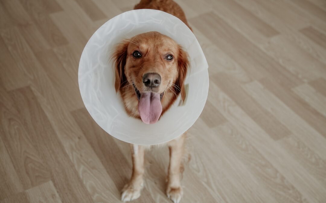 Affordable Spay and Neuter in Peterborough: Why It Matters for Pets and Our Community