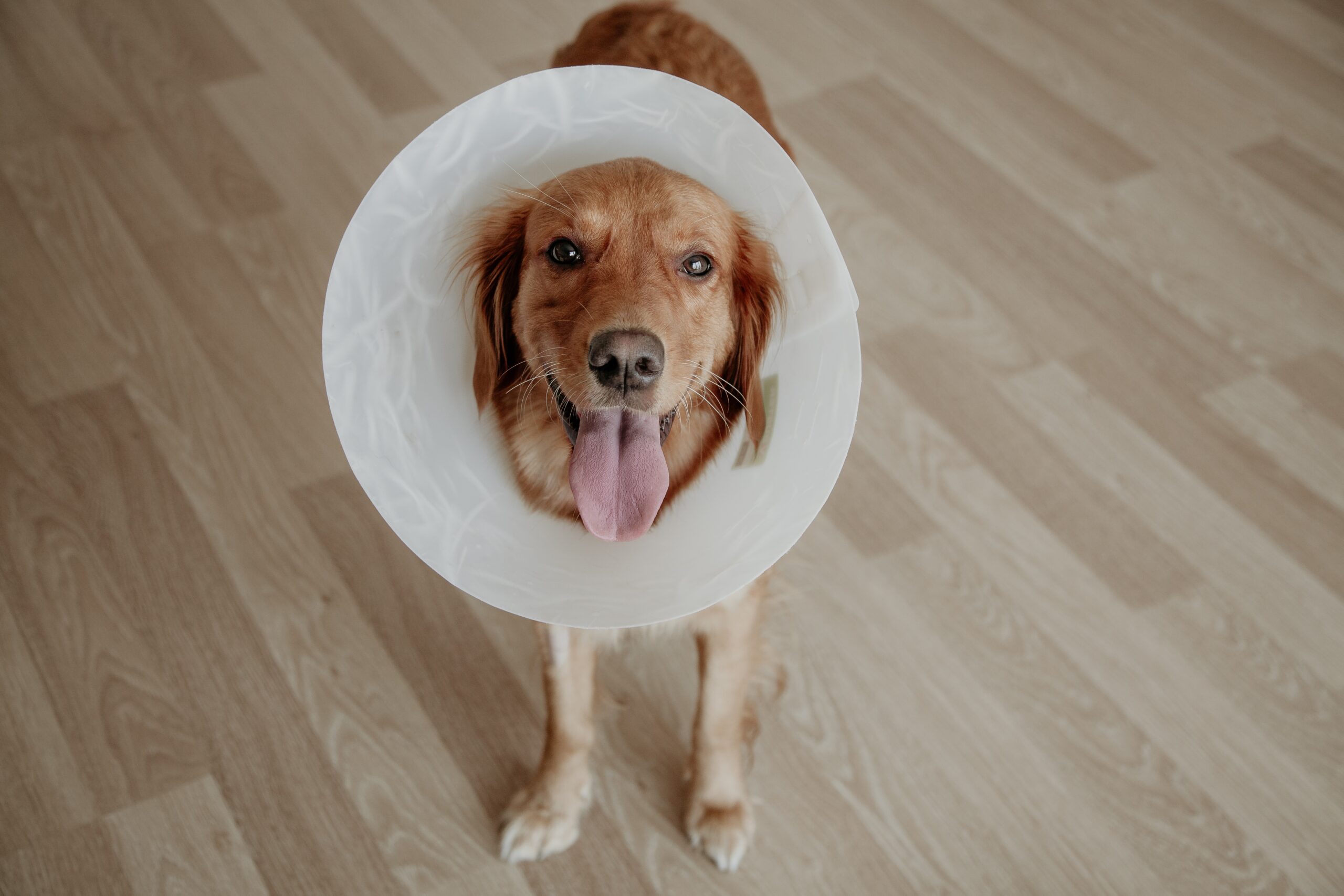 dog wearing a cone