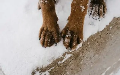 Kennel Cough and the Bordetella Vaccine: What Dog Owners Should Know This Spring