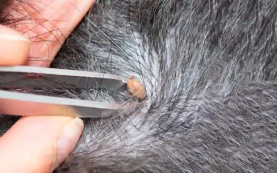 Found a Tick on Your Dog? Here Is What to Do Next