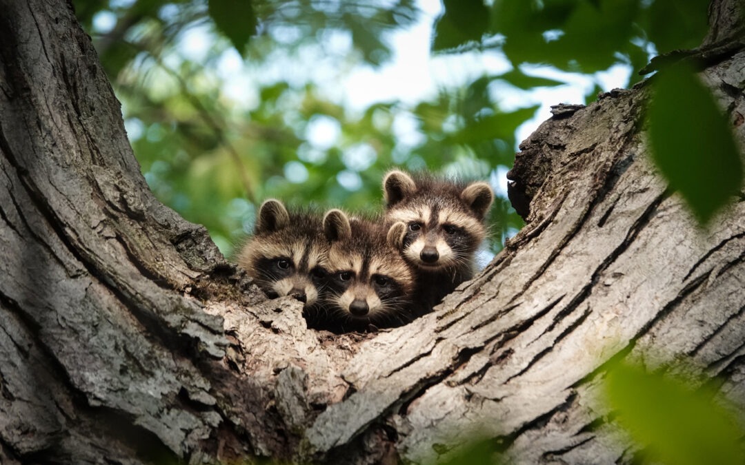 What to Do if You Have a Wildlife Concern in the Peterborough Area