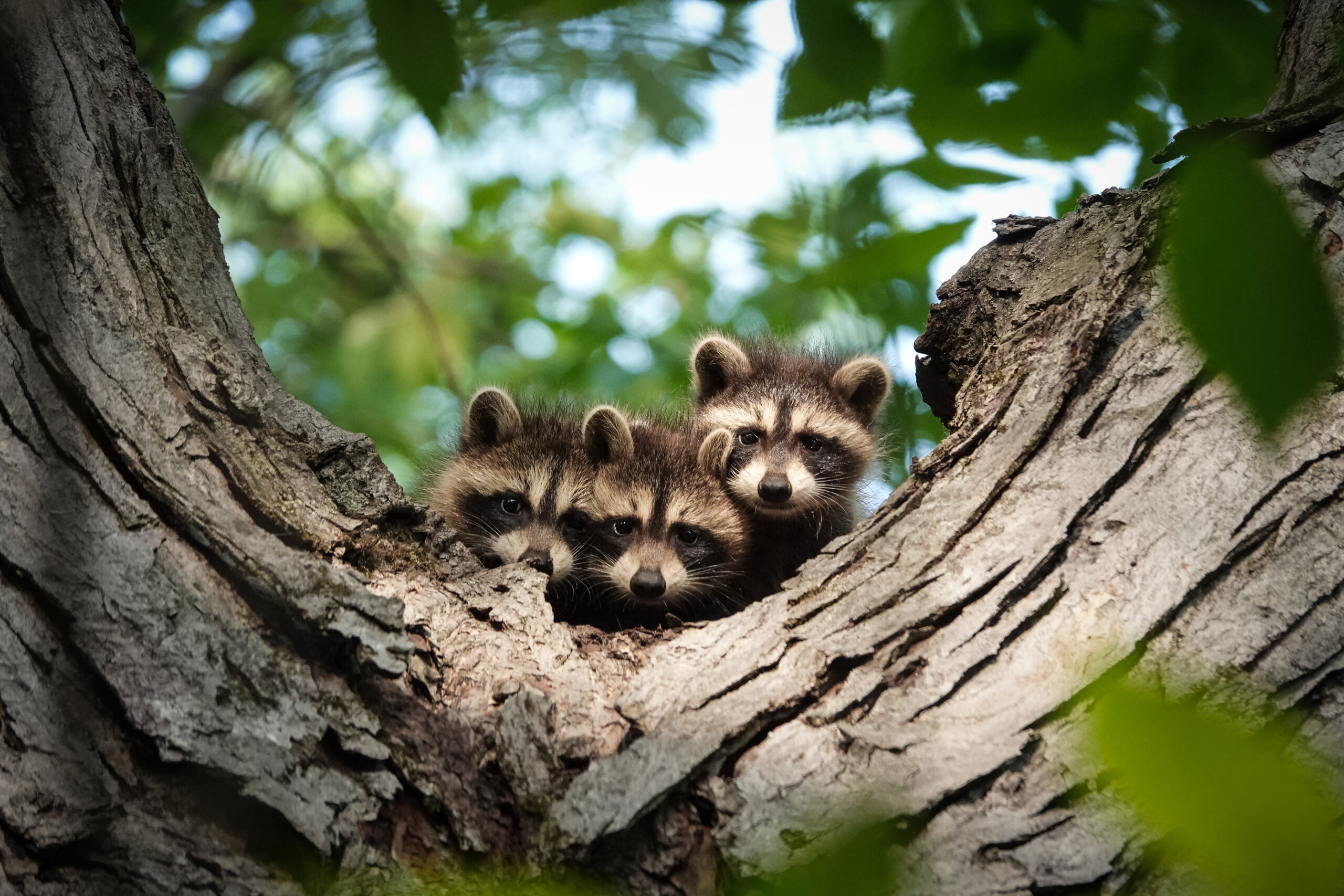 three young racoons in a tree