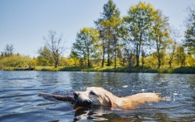 Before Your Dog Dives In: A Guide to Summer Water Safety