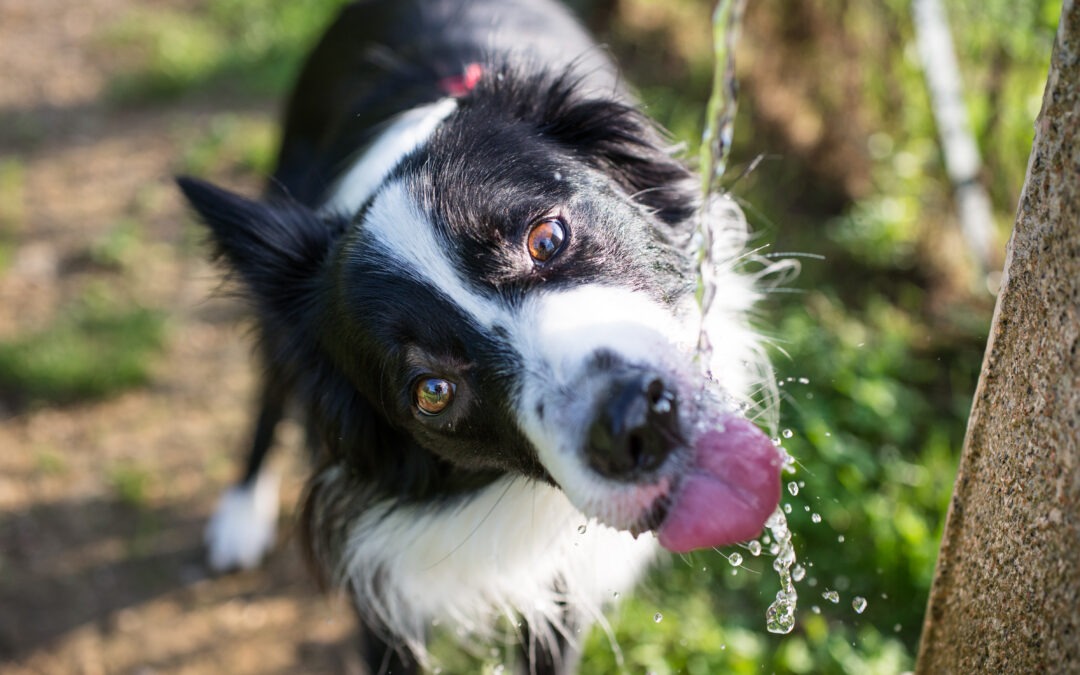 How to Keep Your Pets Safe in the Summer Heat