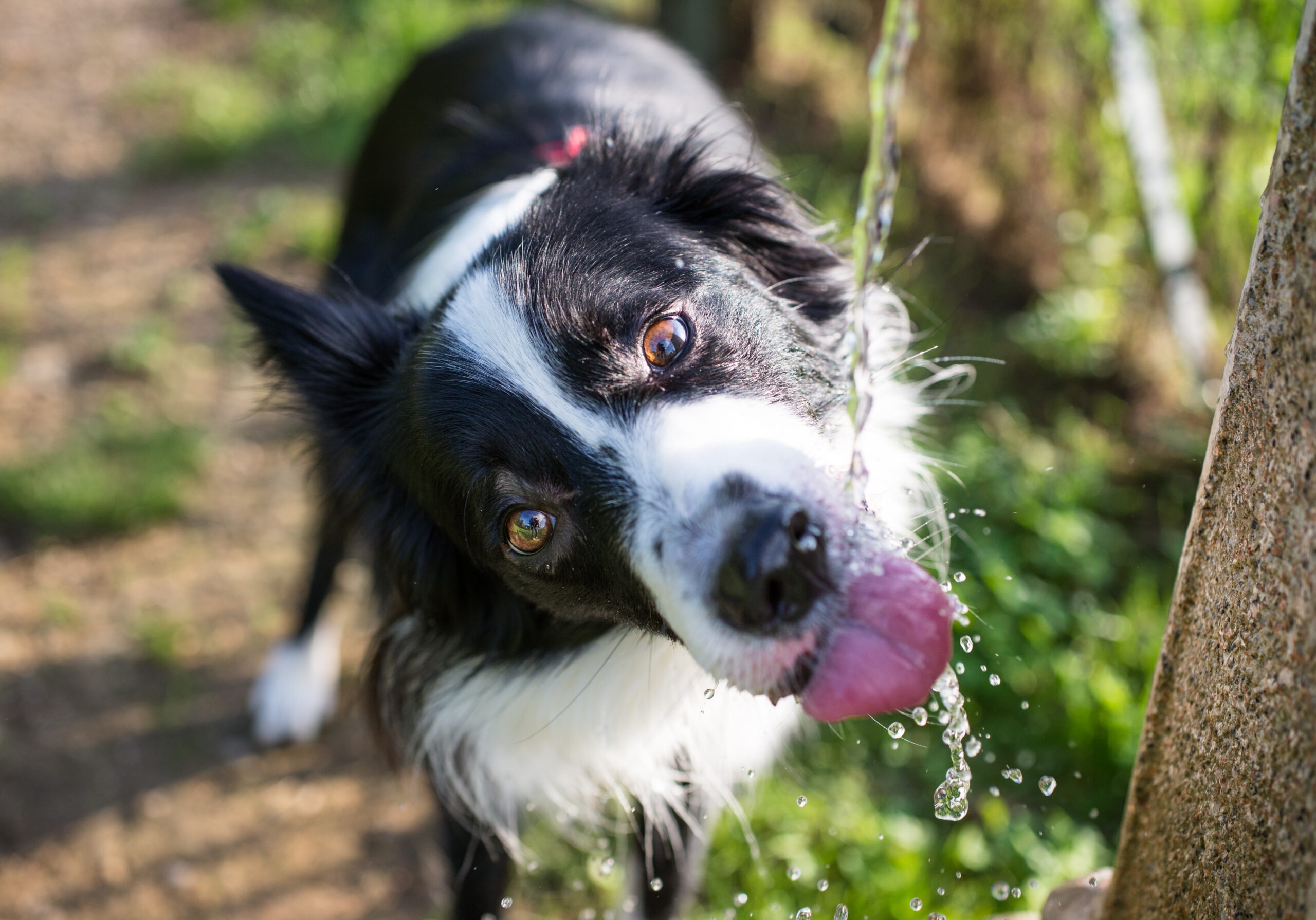 refreshing-drink-for-dog-outside-on-sunny-day-2026-01-08-22-27-20-utc