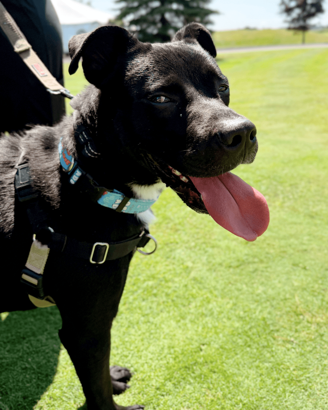 Dogust (1) PHS 50/50 Lottery's current jackpot is $35,000+